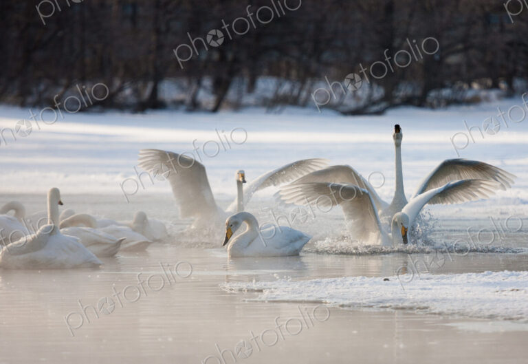 Cygnus cygnus, Whooper swans, on a frozen lake in Hokaido.