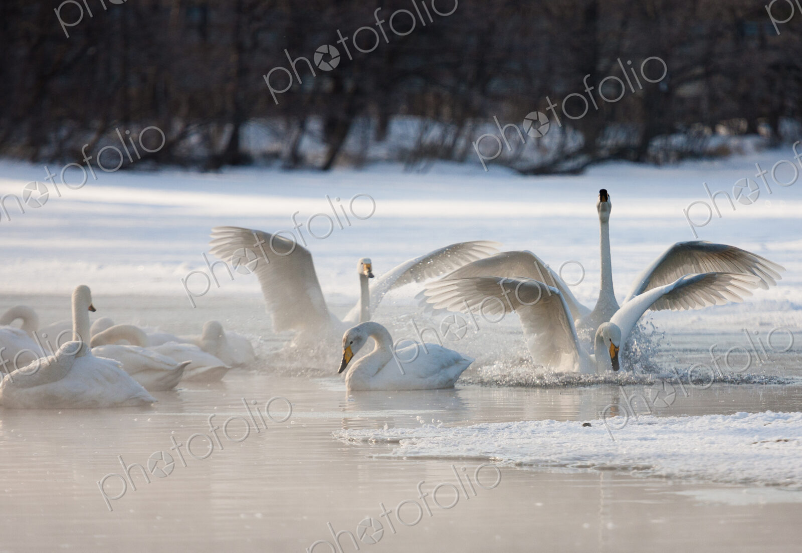 Cygnus cygnus, Whooper swans, on a frozen lake in Hokaido.