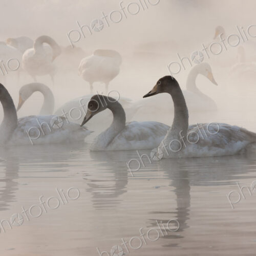 Cygnus cygnus, Whooper swans, on a frozen lake in Hokaido. Cygnus cygnus, Whooper swans, on a frozen lake in Hokaido.