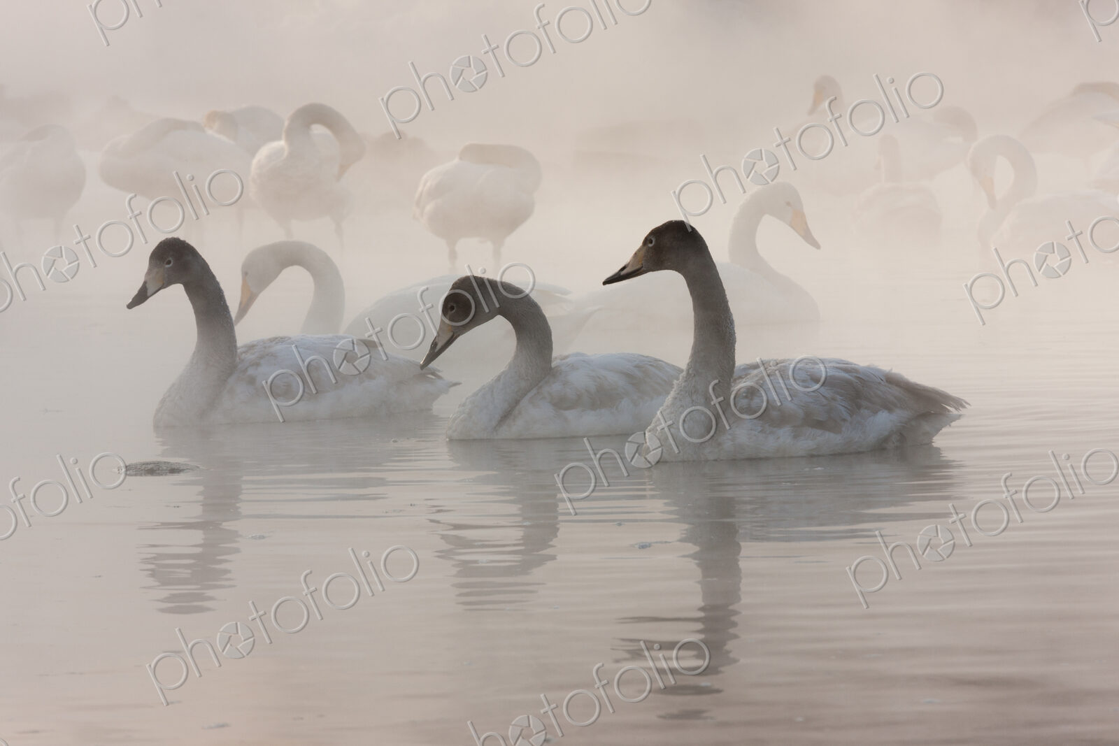 Cygnus cygnus, Whooper swans, on a frozen lake in Hokaido.