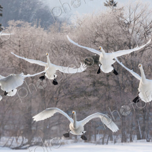 Cygnus cygnus, Whooper swans, on a frozen lake in Hokaido. Cygnus cygnus, Whooper swans, on a frozen lake in Hokaido.