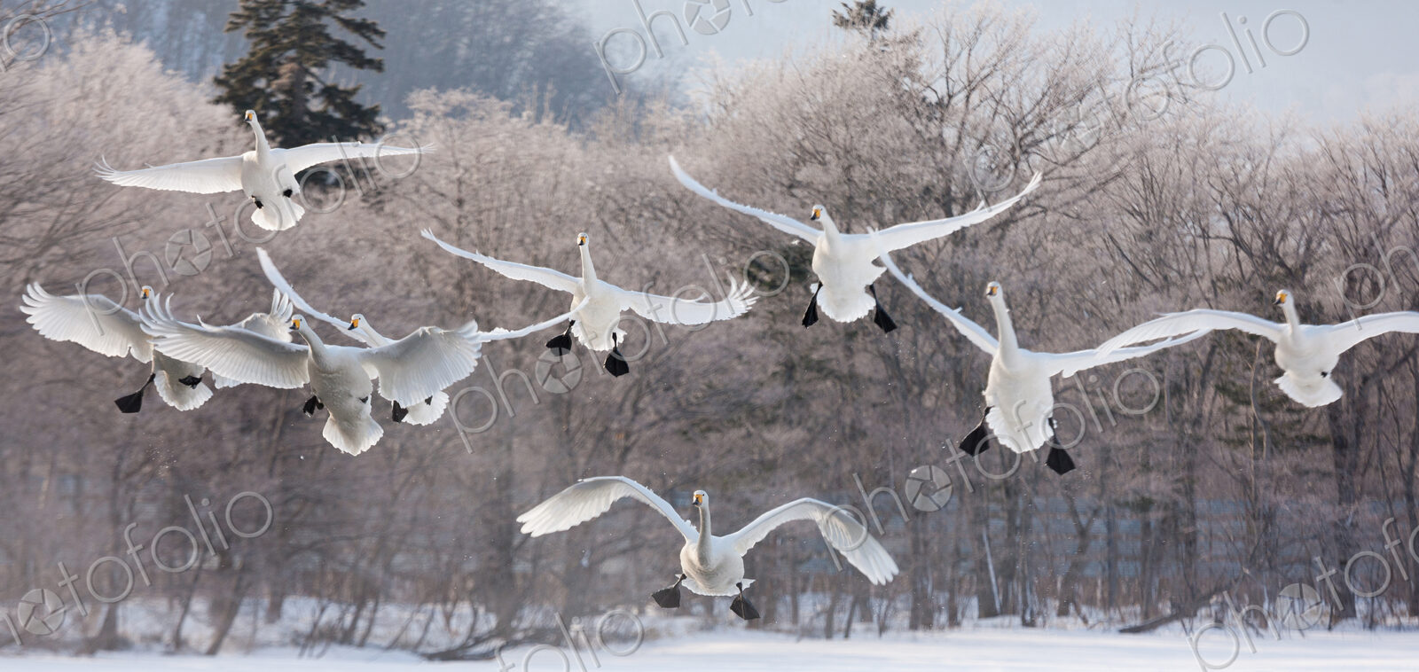 Cygnus cygnus, Whooper swans, on a frozen lake in Hokaido.