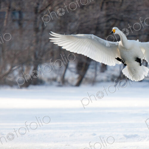 Cygnus cygnus, Whooper swans, on a frozen lake in Hokaido. Cygnus cygnus, Whooper swans, on a frozen lake in Hokaido.