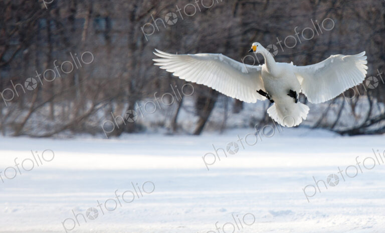 Cygnus cygnus, Whooper swans, on a frozen lake in Hokaido.