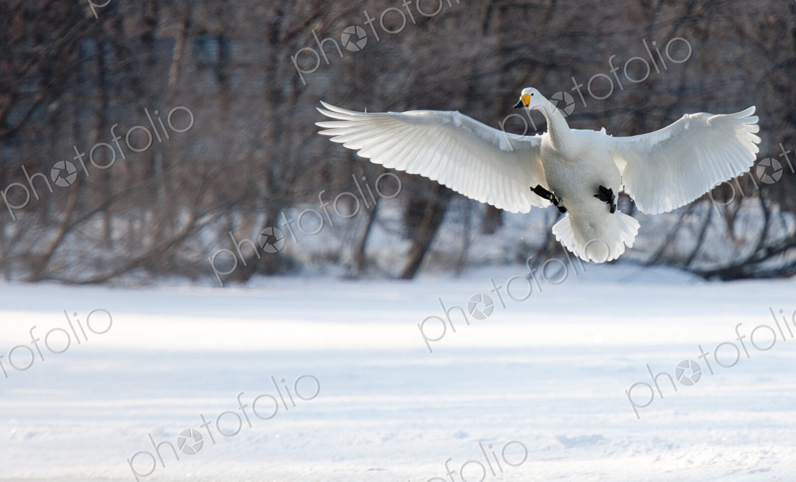 Cygnus cygnus, Whooper swans, on a frozen lake in Hokaido.