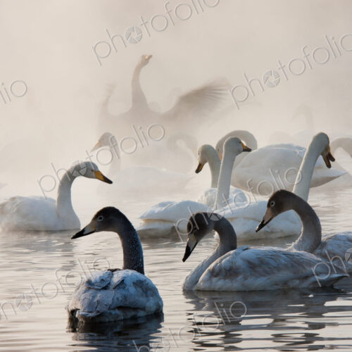 Cygnus cygnus, Whooper swans, on a frozen lake in Hokaido. Cygnus cygnus, Whooper swans, on a frozen lake in Hokaido.