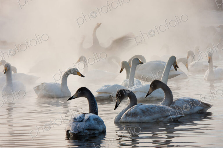 Cygnus cygnus, Whooper swans, on a frozen lake in Hokaido.