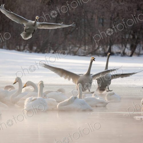 Cygnus cygnus, Whooper swans, on a frozen lake in Hokkaido. Cygnus cygnus, Whooper swans, on a frozen lake in Hokkaido.