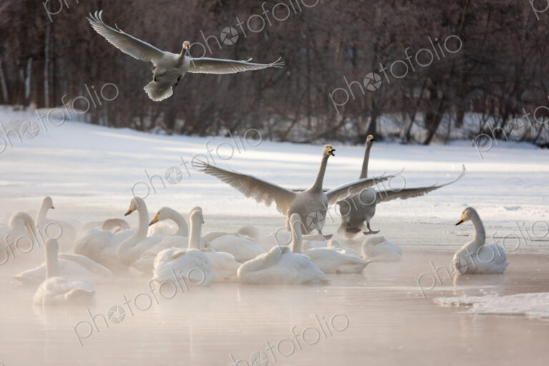 Cygnus cygnus, Whooper swans, on a frozen lake in Hokkaido.