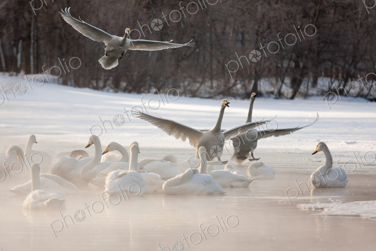 Cygnus cygnus, Whooper swans, on a frozen lake in Hokkaido.