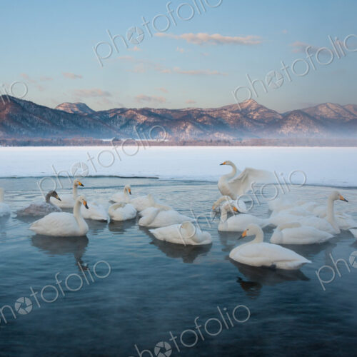 Cygnus cygnus, Whooper swans, on a frozen lake in Hokkaido. Cygnus cygnus, Whooper swans, on a frozen lake in Hokkaido.