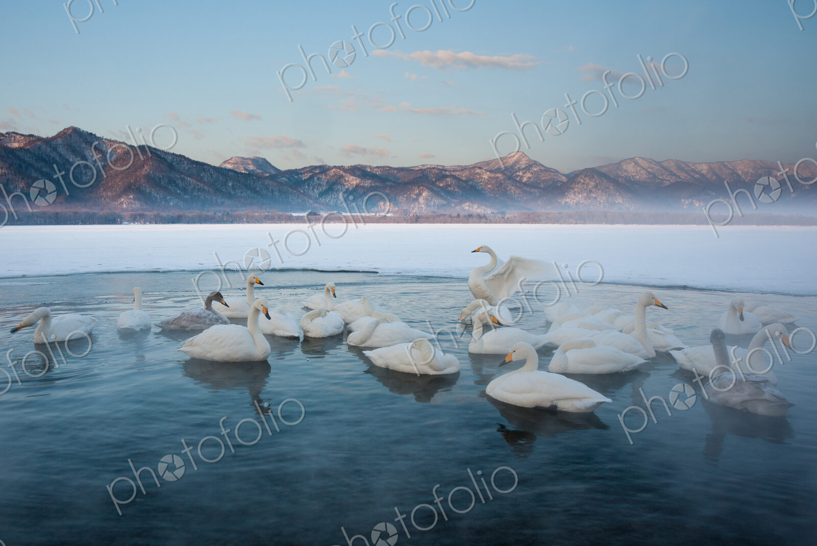 Cygnus cygnus, Whooper swans, on a frozen lake in Hokkaido.