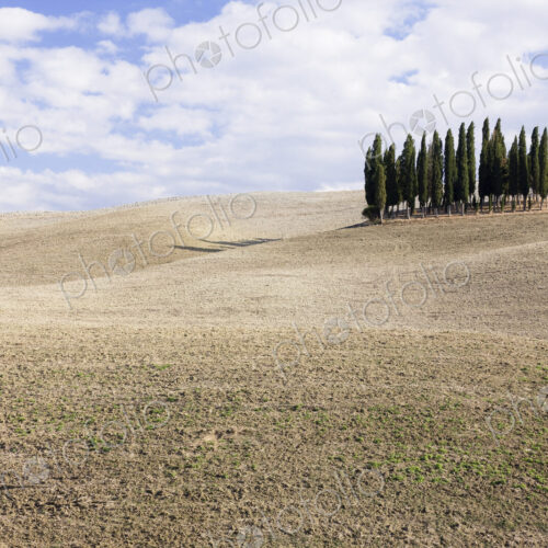 Cypress Trees Cypress Trees