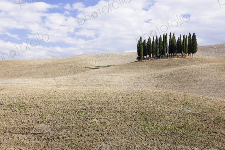 Cypress Trees