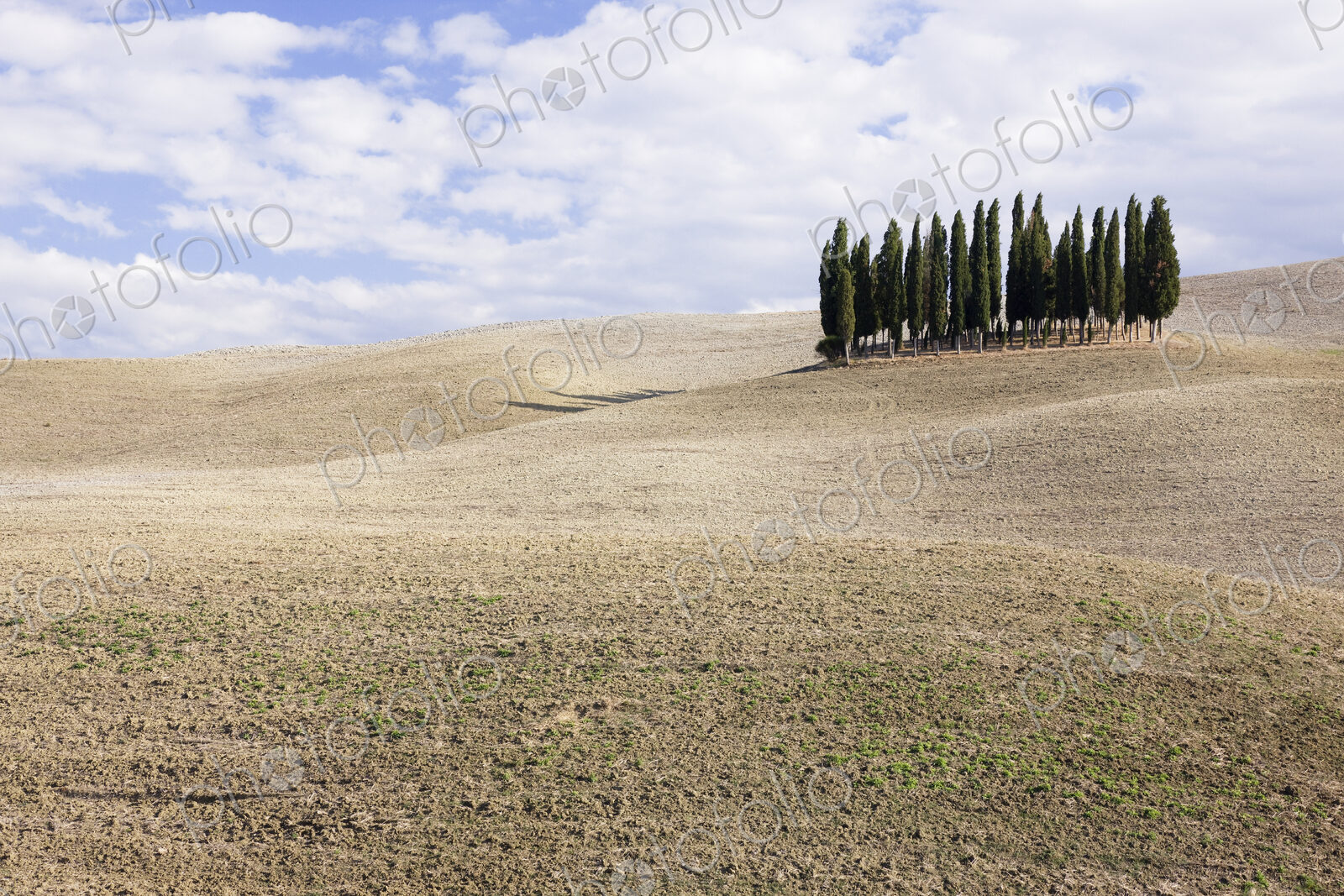 Cypress Trees