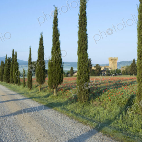 Cypress Trees and Poppy Field