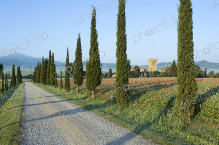Cypress Trees and Poppy Field