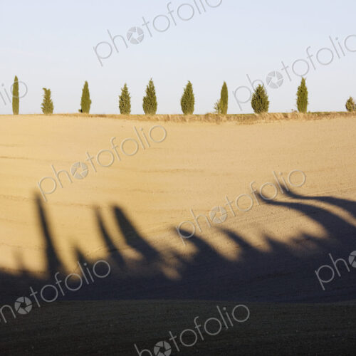 Cypress Trees on Hill Cypress Trees on Hill