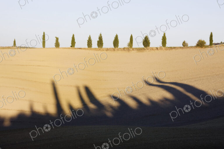Cypress Trees on Hill