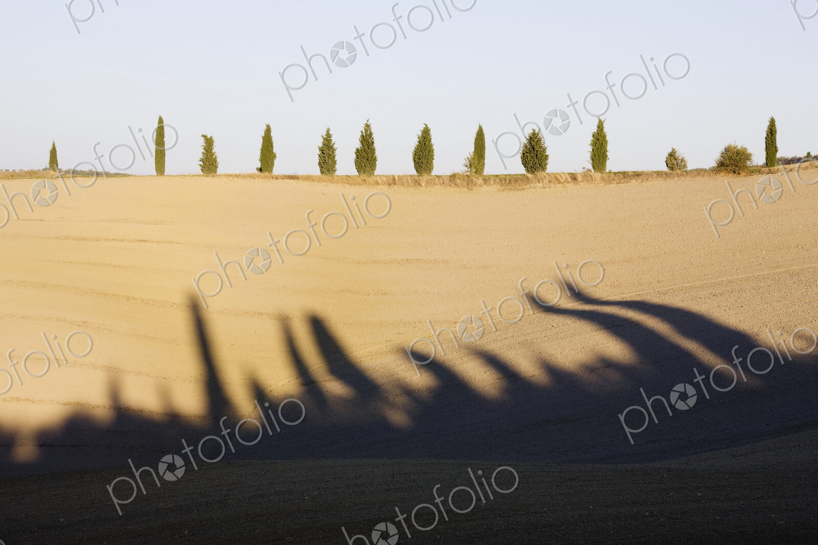 Cypress Trees on Hill