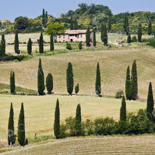 Cypress Trees on Winding Hillside Road Cypress Trees on Winding Hillside Road