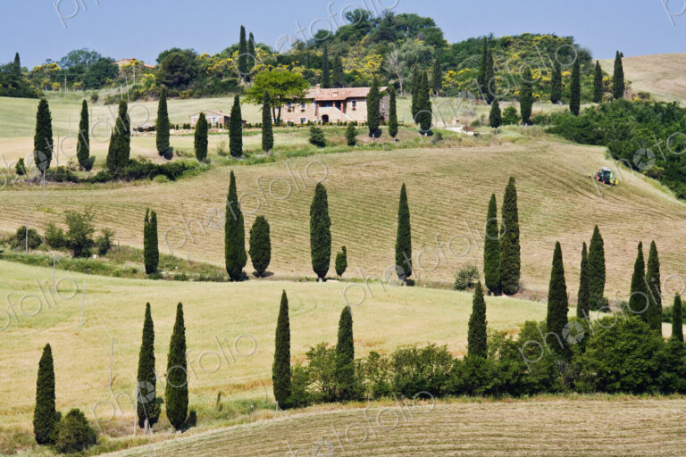 Cypress Trees on Winding Hillside Road