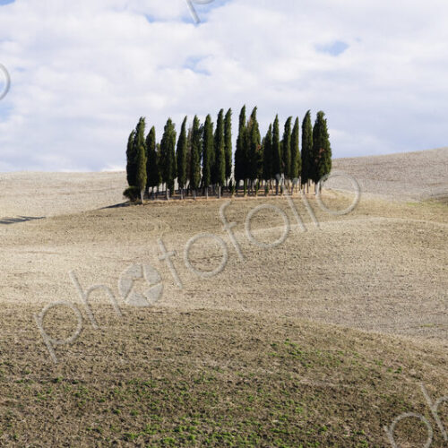 Cypress trees in middle of rolling landscape, San Quirici D'Orcia, Tuscany, Italy