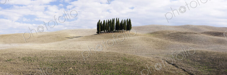 Cypress trees in middle of rolling landscape, San Quirici D'Orcia, Tuscany, Italy