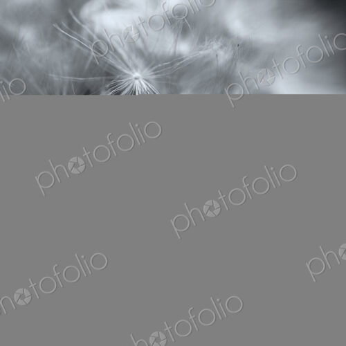 Dandelion Blow Ball