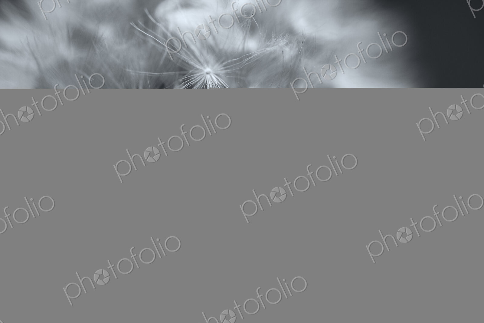 Dandelion Blow Ball