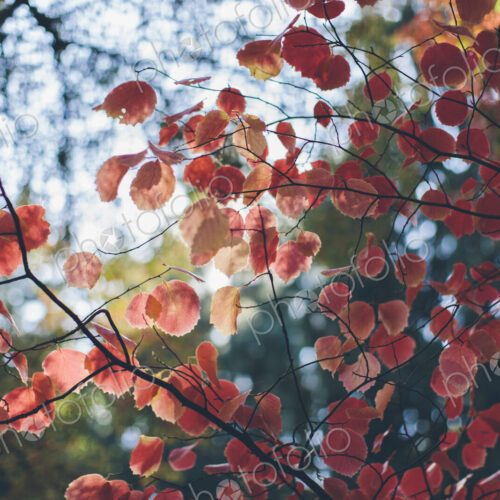 Dapple sunlight shining through bright red maple leaves in Autumn Dapple sunlight shining through bright red maple leaves in Autumn