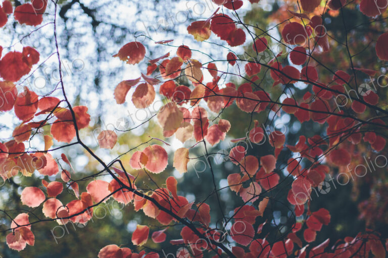 Dapple sunlight shining through bright red maple leaves in Autumn