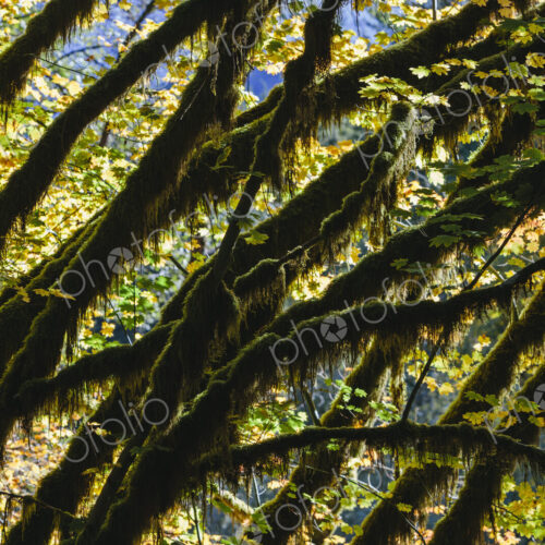 Dapple sunlight shining through vine maple trees and autumn foliage, along the North… Dapple sunlight shining through vine maple trees and autumn foliage, along the North…