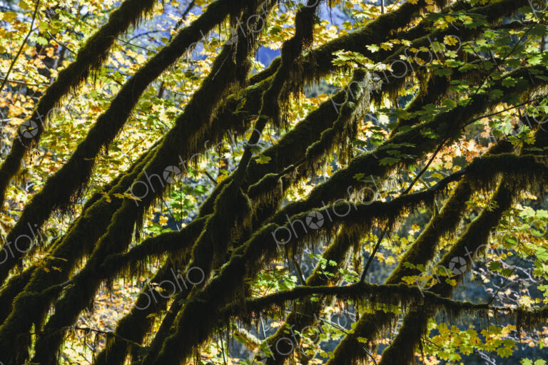 Dapple sunlight shining through vine maple trees and autumn foliage, along the North…