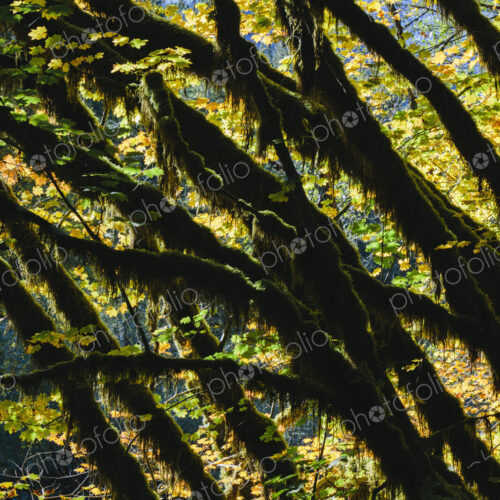 Dapple sunlight shining through vine maple trees and autumn foliage, along the North… Dapple sunlight shining through vine maple trees and autumn foliage, along the North…