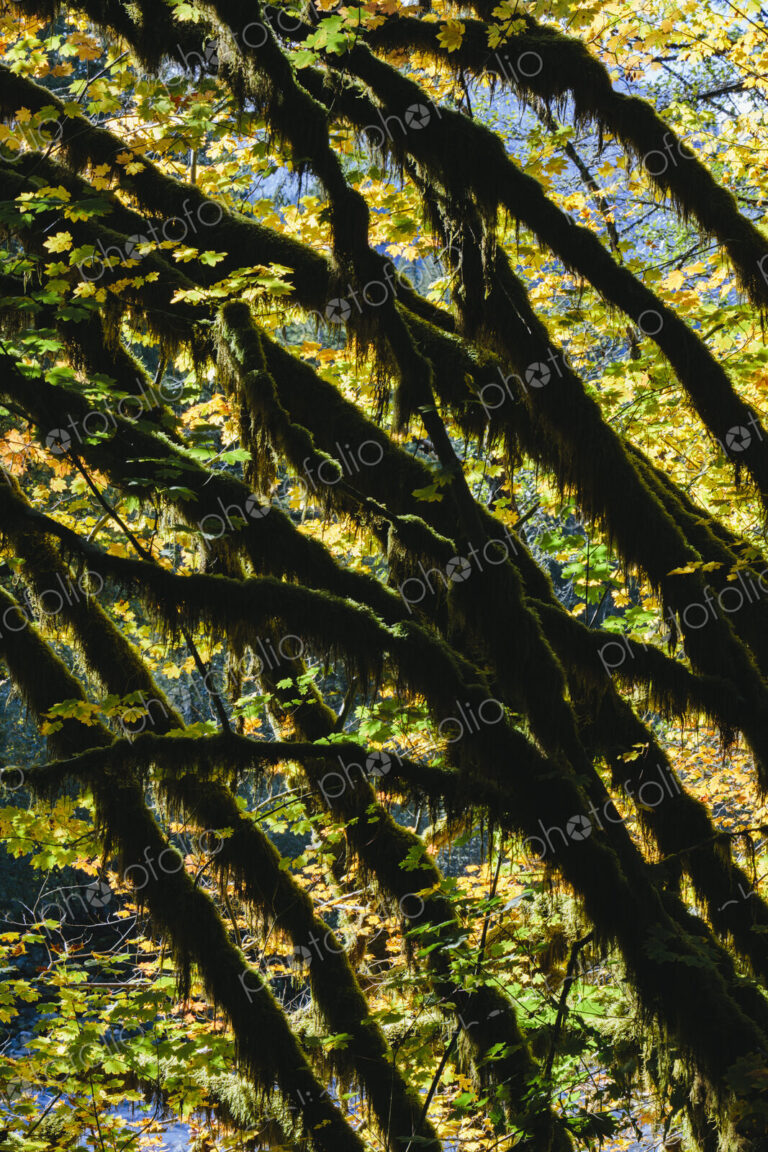 Dapple sunlight shining through vine maple trees and autumn foliage, along the North…