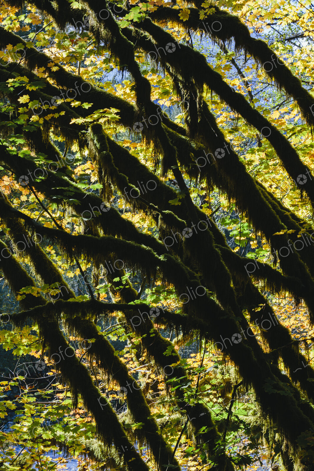 Dapple sunlight shining through vine maple trees and autumn foliage, along the North…