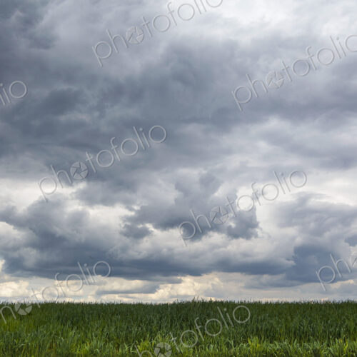 Dark storm clouds gathering low over a wheat field, flat landscape. Dark storm clouds gathering low over a wheat field, flat landscape.