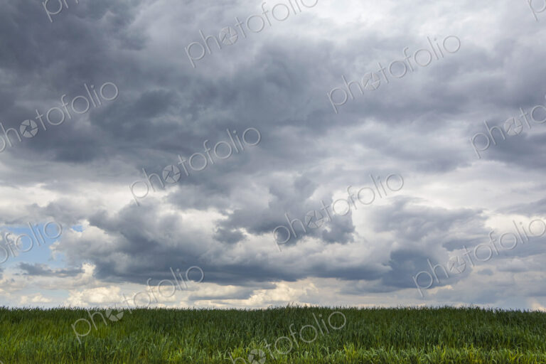 Dark storm clouds gathering low over a wheat field, flat landscape.