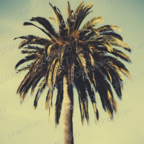 Date palm tree, Monterey Date palm tree, Monterey