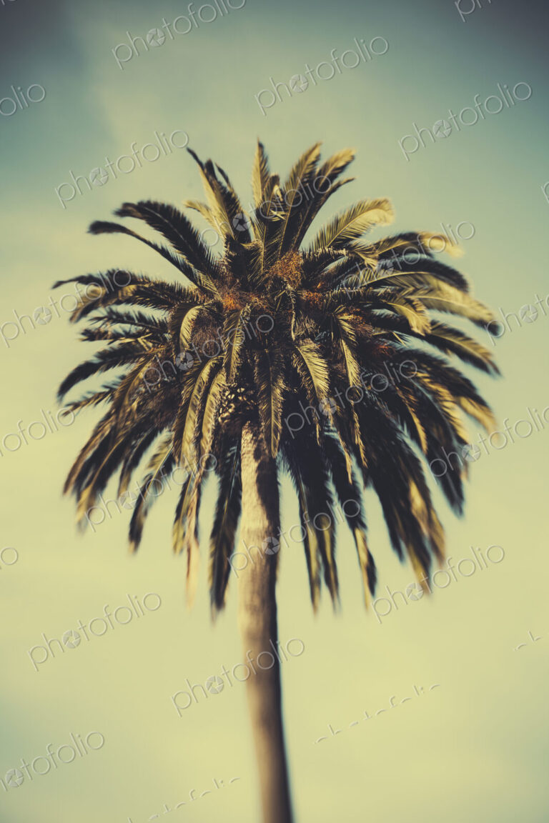 Date palm tree, Monterey