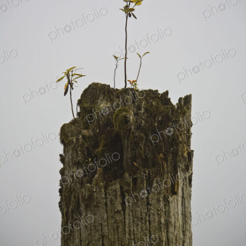 Dead Tree with Seedling Dead Tree with Seedling