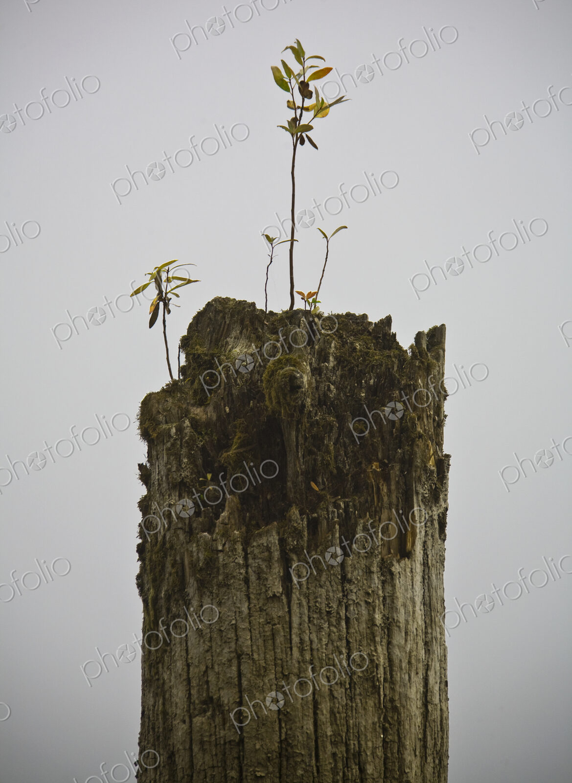 Dead Tree with Seedling