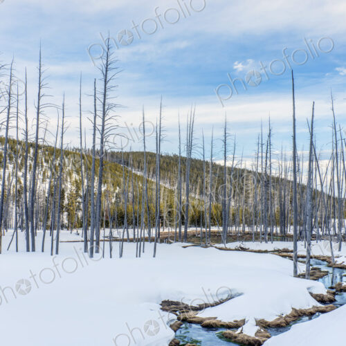 Dead trees and snow at Obsidian Creek, forests of pine trees. Dead trees and snow at Obsidian Creek, forests of pine trees.