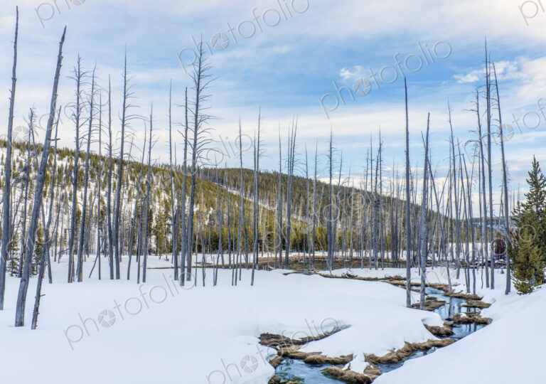 Dead trees and snow at Obsidian Creek, forests of pine trees.