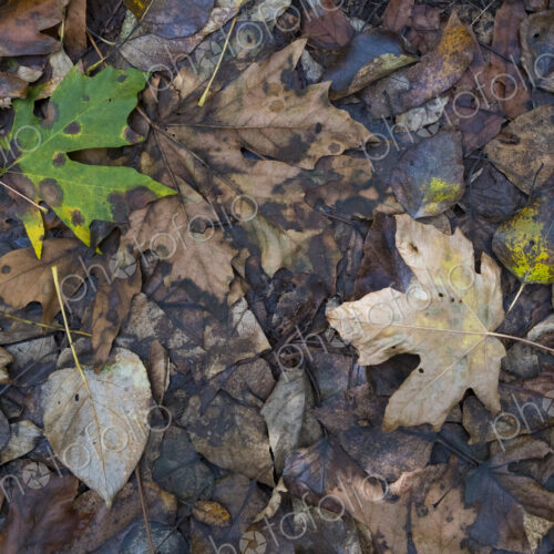 Decaying maple leaves in autumn, North Cascades National Park, WA, USA Decaying maple leaves in autumn, North Cascades National Park, WA, USA