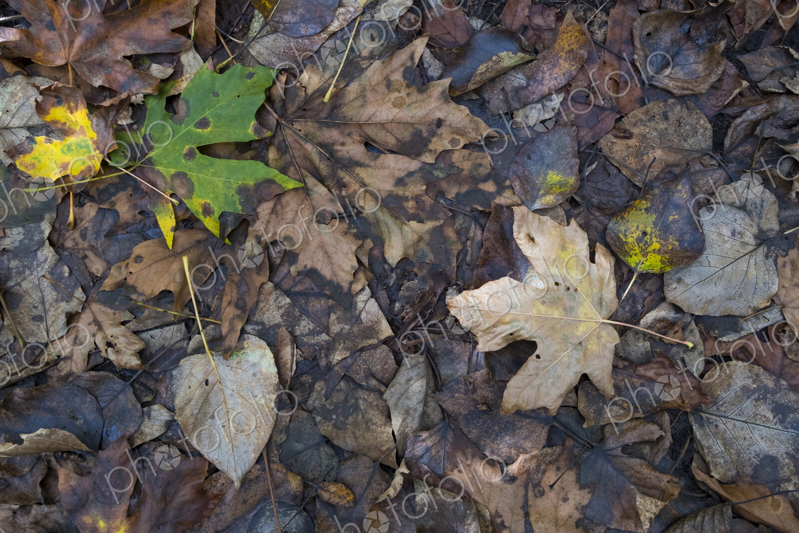 Decaying maple leaves in autumn, North Cascades National Park, WA, USA