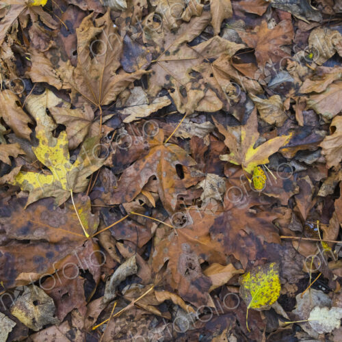 Decaying maple leaves in autumn, North Cascades National Park, WA, USA Decaying maple leaves in autumn, North Cascades National Park, WA, USA