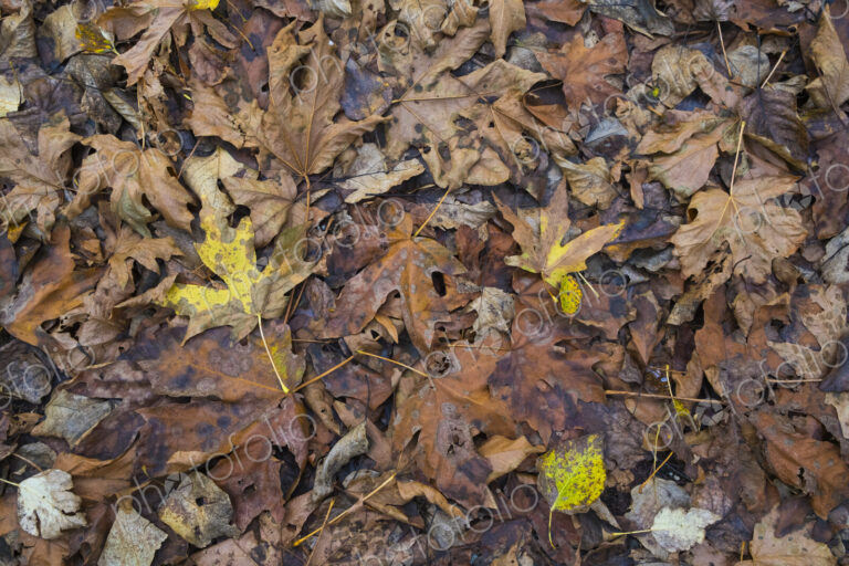 Decaying maple leaves in autumn, North Cascades National Park, WA, USA