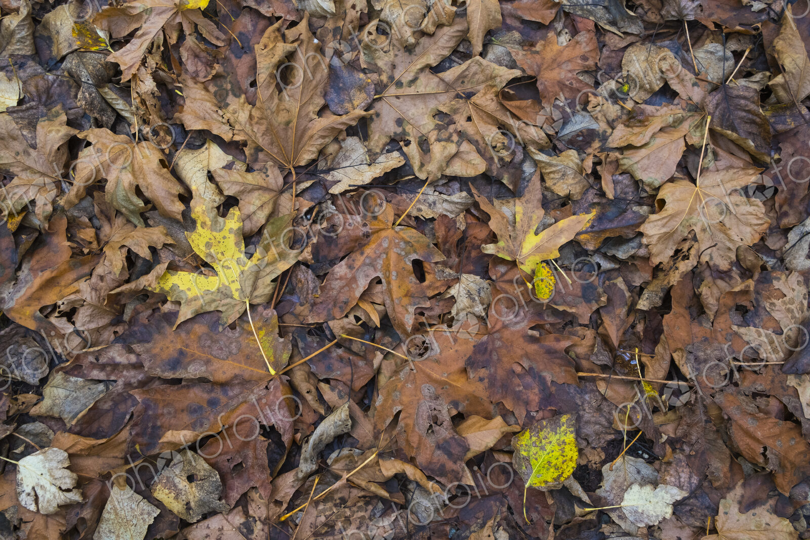Decaying maple leaves in autumn, North Cascades National Park, WA, USA